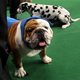 Image for article titled Elegant Updos and Classy Coats at the Westminster Dog Show